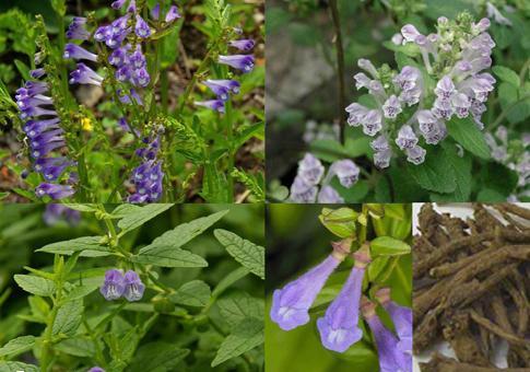 Bán chi liên, bạch hoa xà thiệt thảo : bộ đôi thảo dược giúp hỗ trợ điều trị khối u vú 45987122575 E7846308b9 O